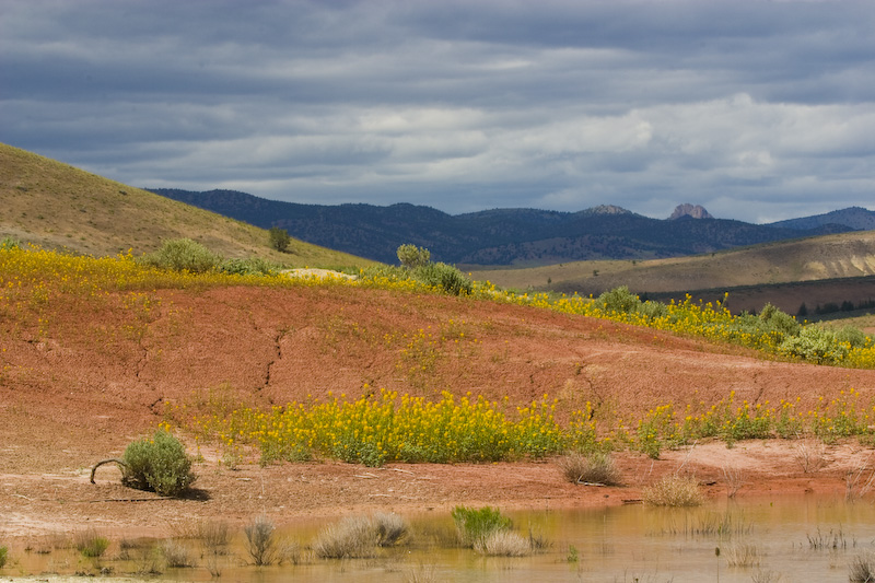 Wilfflowers And Badlands